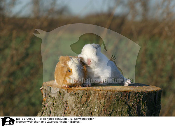 Meerschweinchen und Zwergkaninchen Babies / guinea pig and dwarf rabbit babies / SS-00801