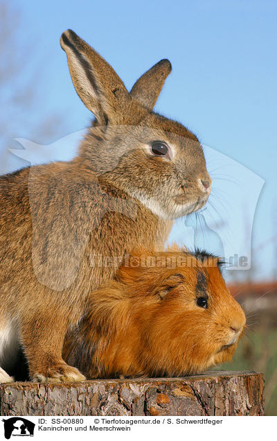 Kaninchen und Meerschwein / rabbit and guinea pig / SS-00880