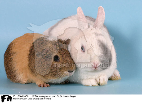 Meerschwein und Zwergkaninchen / guinea pig and dwarf rabbit / SS-01850