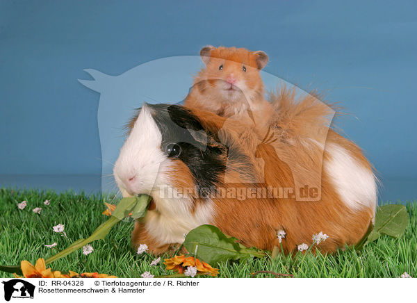 Rosettenmeerschwein & Hamster / guinea pig & hamster / RR-04328