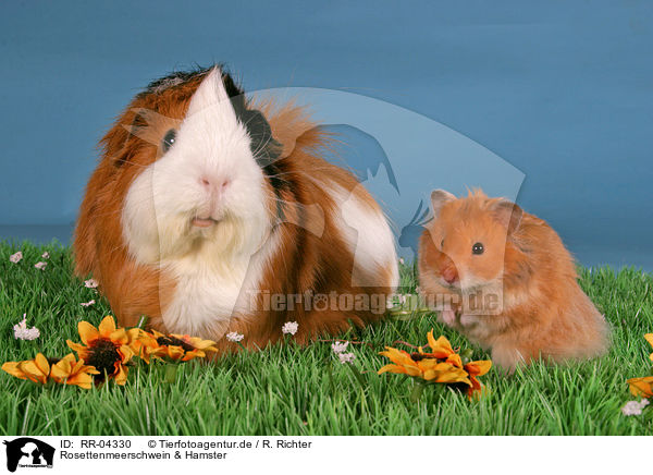 Rosettenmeerschwein & Hamster / guinea pig & hamster / RR-04330