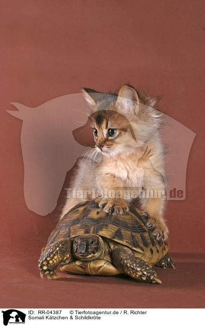 Somali Ktzchen & Schildkrte / kitten & turtle / RR-04387
