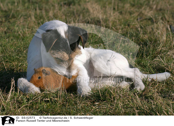 Parson Russell Terrier und Meerschwein / Parson Russell Terrier and guinea pig / SS-02573