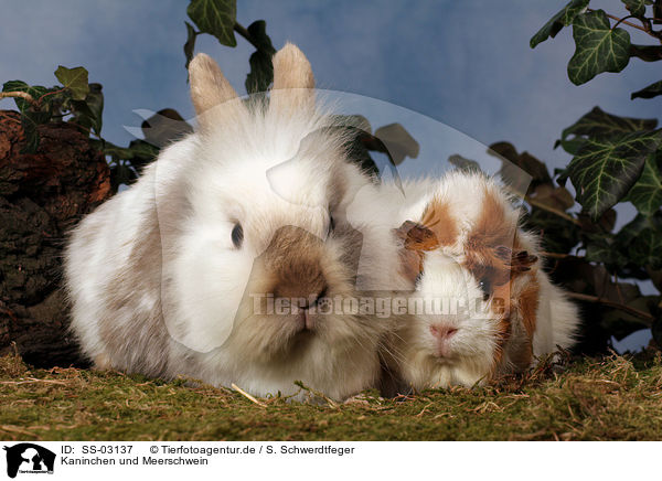 Kaninchen und Meerschwein / pygmy bunny and guinea pig / SS-03137