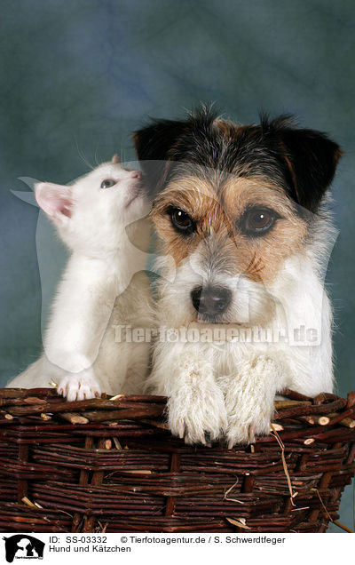 Hund und Ktzchen / dog and kitten / SS-03332