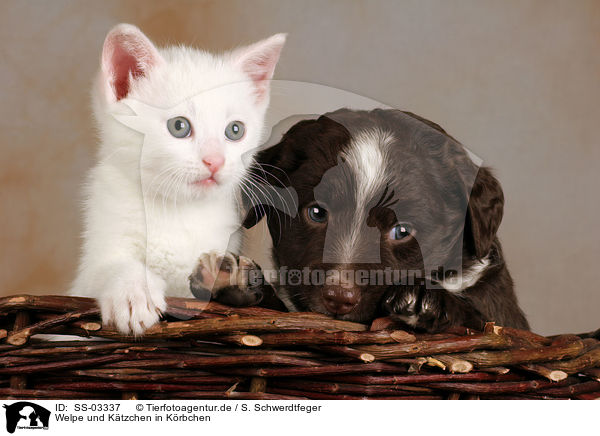 Welpe und Ktzchen in Krbchen / puppy and kitten in basket / SS-03337