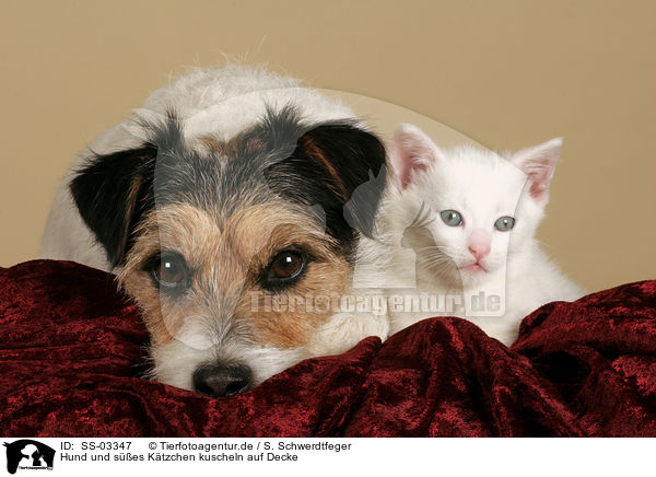 Hund und ses Ktzchen kuscheln auf Decke / SS-03347