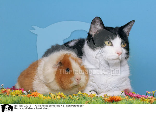 Katze und Meerschweinchen / cat and guinea pig / SS-03916