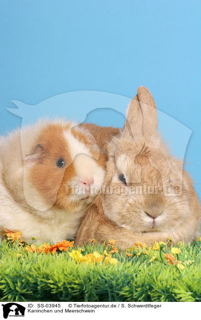 Kaninchen und Meerschwein / bunny and guinea pig / SS-03945