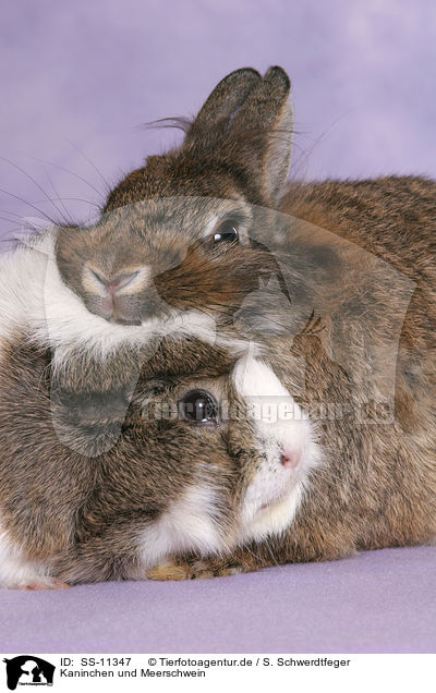 Kaninchen und Meerschwein / dwarf rabbit and guinea pig / SS-11347