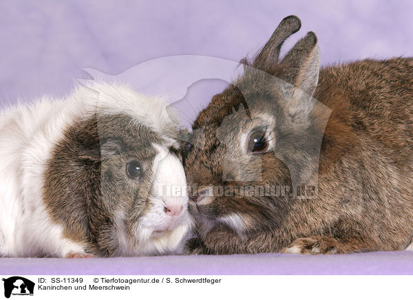 Kaninchen und Meerschwein / dwarf rabbit and guinea pig / SS-11349