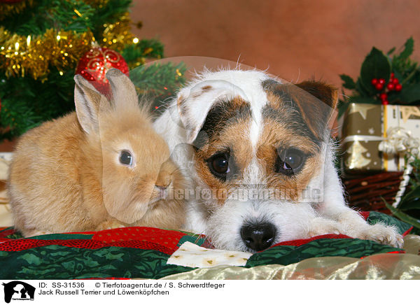 Parson Russell Terrier und Lwenkpfchen / dog and rabbit / SS-31536
