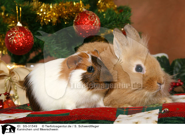 Kaninchen und Meerschwein / bunny and guinea pig / SS-31549
