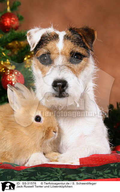 Parson Russell Terrier und Lwenkpfchen / dog and rabbit / SS-31576