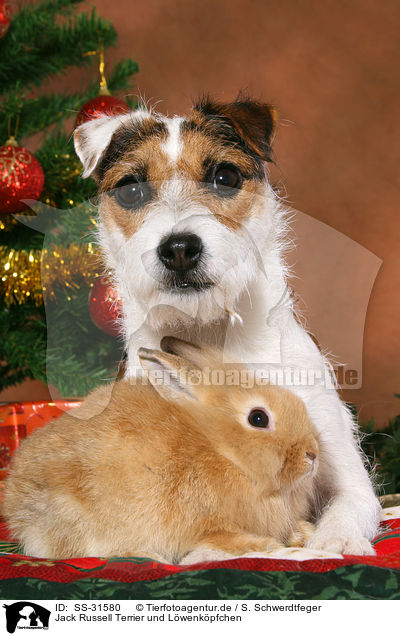 Parson Russell Terrier und Lwenkpfchen / dog and rabbit / SS-31580