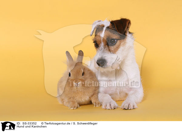 Hund und Kaninchen / dog and rabbit / SS-33352