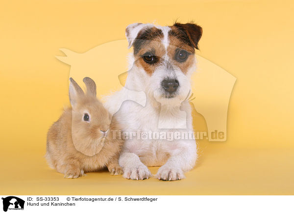 Hund und Kaninchen / dog and rabbit / SS-33353