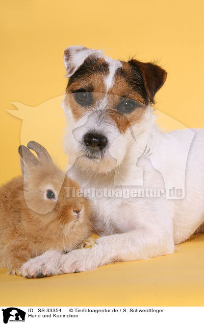 Hund und Kaninchen / dog and rabbit / SS-33354