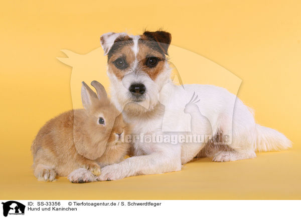 Hund und Kaninchen / dog and rabbit / SS-33356