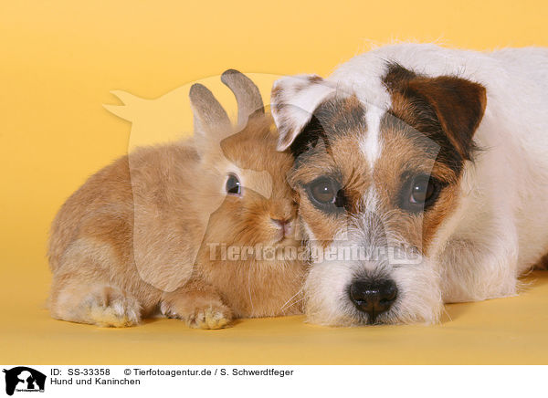 Hund und Kaninchen / dog and rabbit / SS-33358