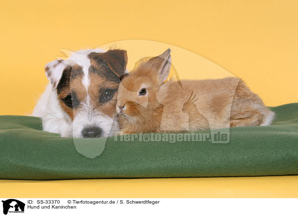 Hund und Kaninchen / dog and rabbit / SS-33370