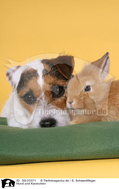 Hund und Kaninchen / dog and rabbit / SS-33371