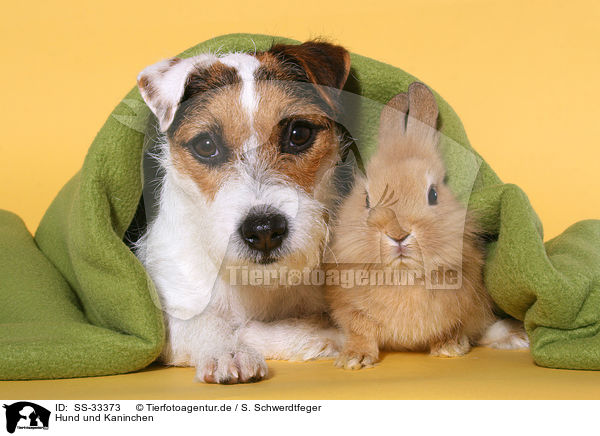 Hund und Kaninchen / dog and rabbit / SS-33373