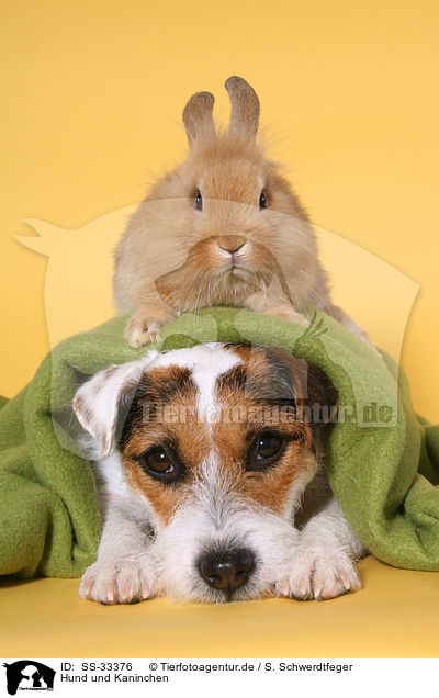 Hund und Kaninchen / dog and rabbit / SS-33376