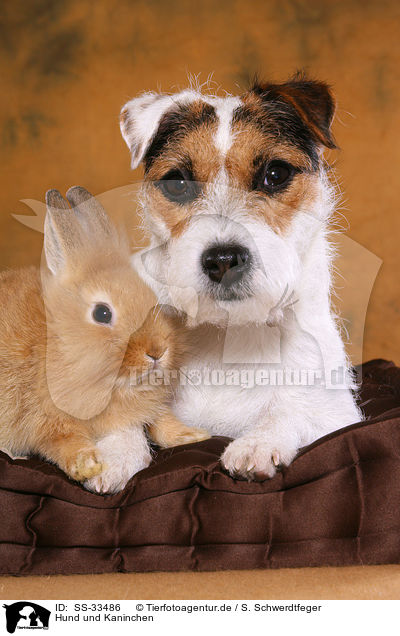 Hund und Kaninchen / dog and rabbit / SS-33486