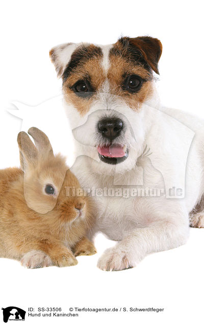 Hund und Kaninchen / dog and rabbit / SS-33506