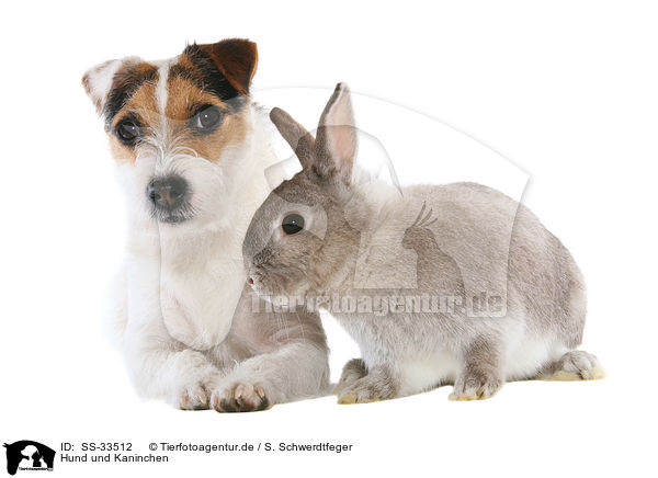 Hund und Kaninchen / SS-33512