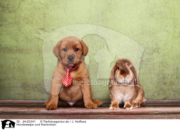 Hundewelpe und Kaninchen / JH-20341