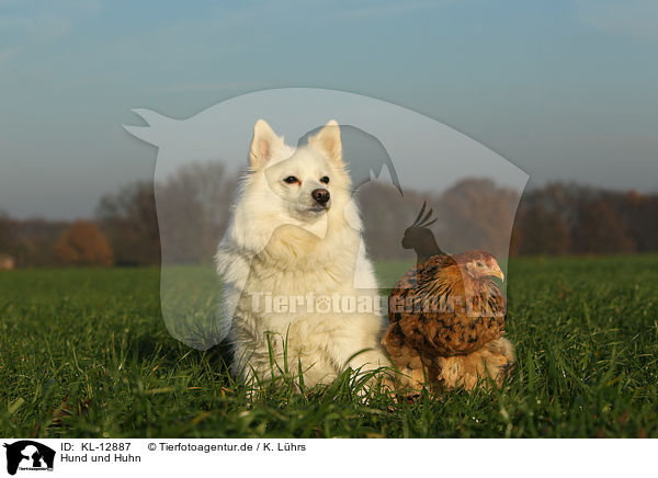 Hund und Huhn / KL-12887