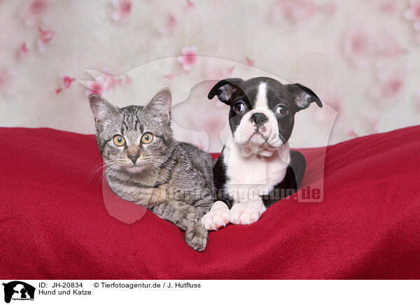 Hund und Katze / JH-20834