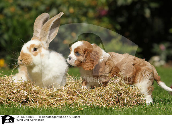 Hund und Kaninchen / dog and rabbit / KL-13808