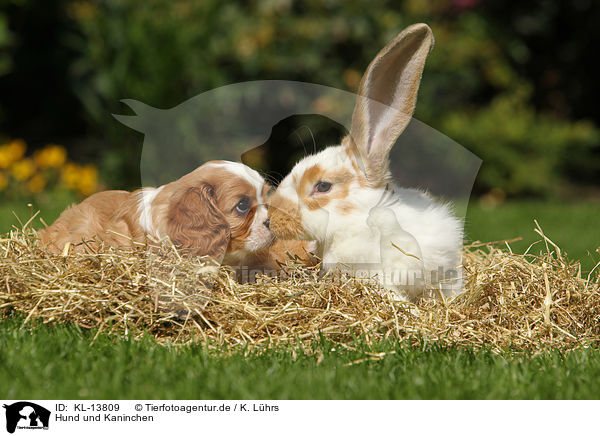Hund und Kaninchen / dog and rabbit / KL-13809