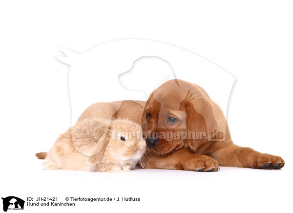 Hund und Kaninchen / dog and rabbit / JH-21421