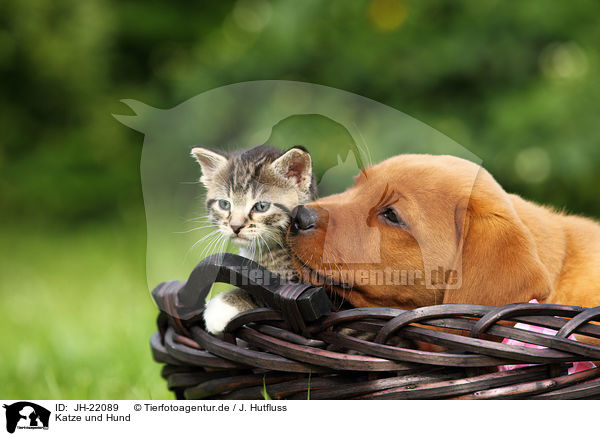 Katze und Hund / dog and cat / JH-22089