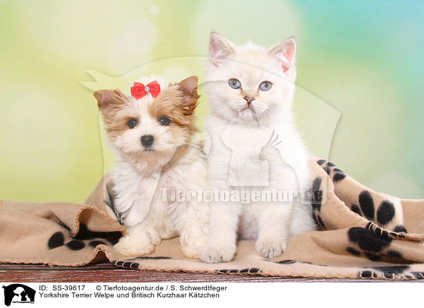 Yorkshire Terrier Welpe und Britisch Kurzhaar Ktzchen / Yorkshire Terrier Puppy and British Shorthair Kitten / SS-39617