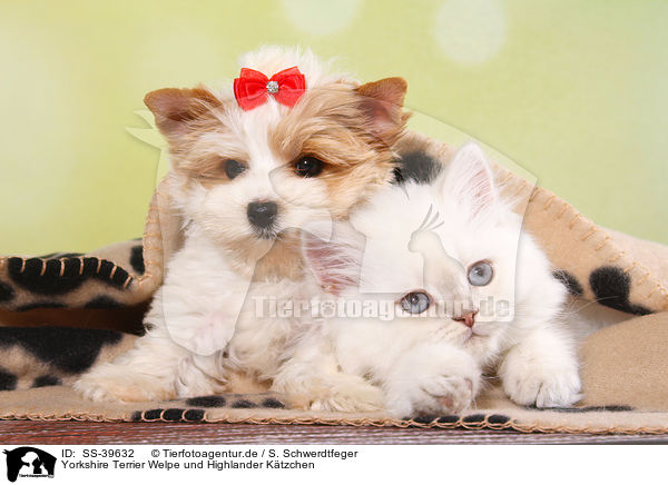 Yorkshire Terrier Welpe und Highlander Ktzchen / Yorkshire Terrier Puppy and Highlander Kitten / SS-39632