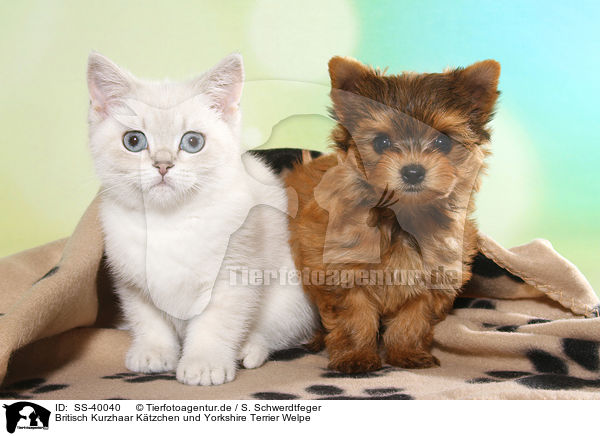 Britisch Kurzhaar Ktzchen und Yorkshire Terrier Welpe / British Shorthair Kitten and Yorkshire Terrier Puppy / SS-40040