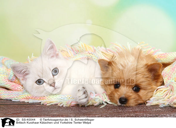 Britisch Kurzhaar Ktzchen und Yorkshire Terrier Welpe / British Shorthair Kitten and Yorkshire Terrier Puppy / SS-40044