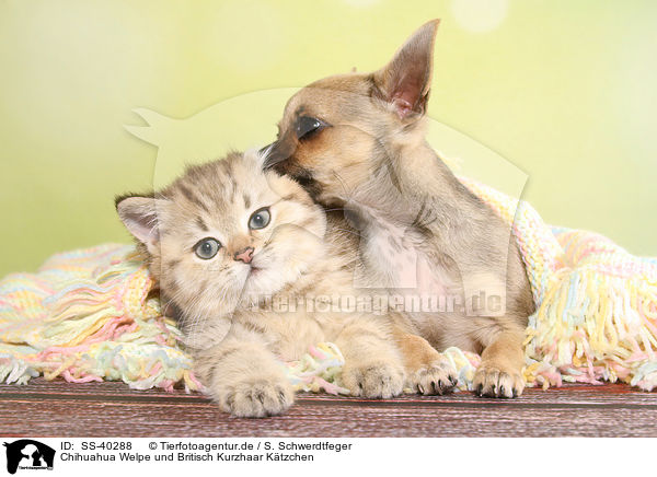 Chihuahua Welpe und Britisch Kurzhaar Ktzchen / Chihuahua Puppy and British Shorthair Kitten / SS-40288