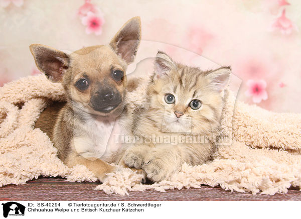 Chihuahua Welpe und Britisch Kurzhaar Ktzchen / Chihuahua Puppy and British Shorthair Kitten / SS-40294