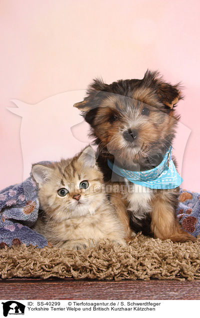 Yorkshire Terrier Welpe und Britisch Kurzhaar Ktzchen / Yorkshire Terrier Puppy and British Shorthair Kitten / SS-40299