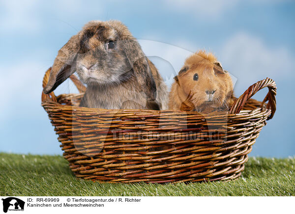 Kaninchen und Meerschweinchen / rabbit and guinea pig / RR-69969