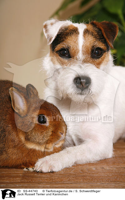 Parson Russell Terrier und Kaninchen / Parson Russell Terrier and rabbit / SS-44740