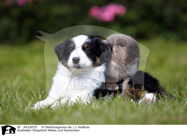 Australian Shepherd Welpe und Kaninchen / Australian Shepherd Puppy and rabbit / JH-23075