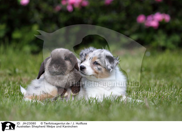 Australian Shepherd Welpe und Kaninchen / Australian Shepherd Puppy and rabbit / JH-23080