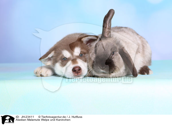 Alaskan Malamute Welpe und Kaninchen / Alaskan Malamute Puppy and rabbit / JH-23411